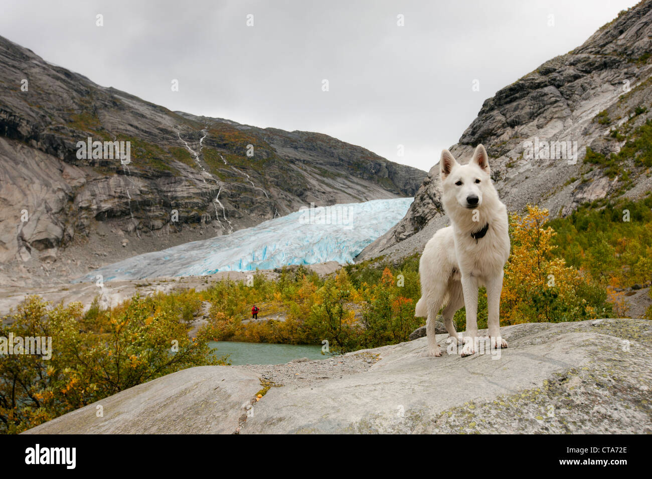 Bianco pastore tedesco di fronte a una lingua del ghiacciaio, Pastore Svizzero bianco, escursione in autunno, Jostedalen, Nigardsbreen, Joste Foto Stock