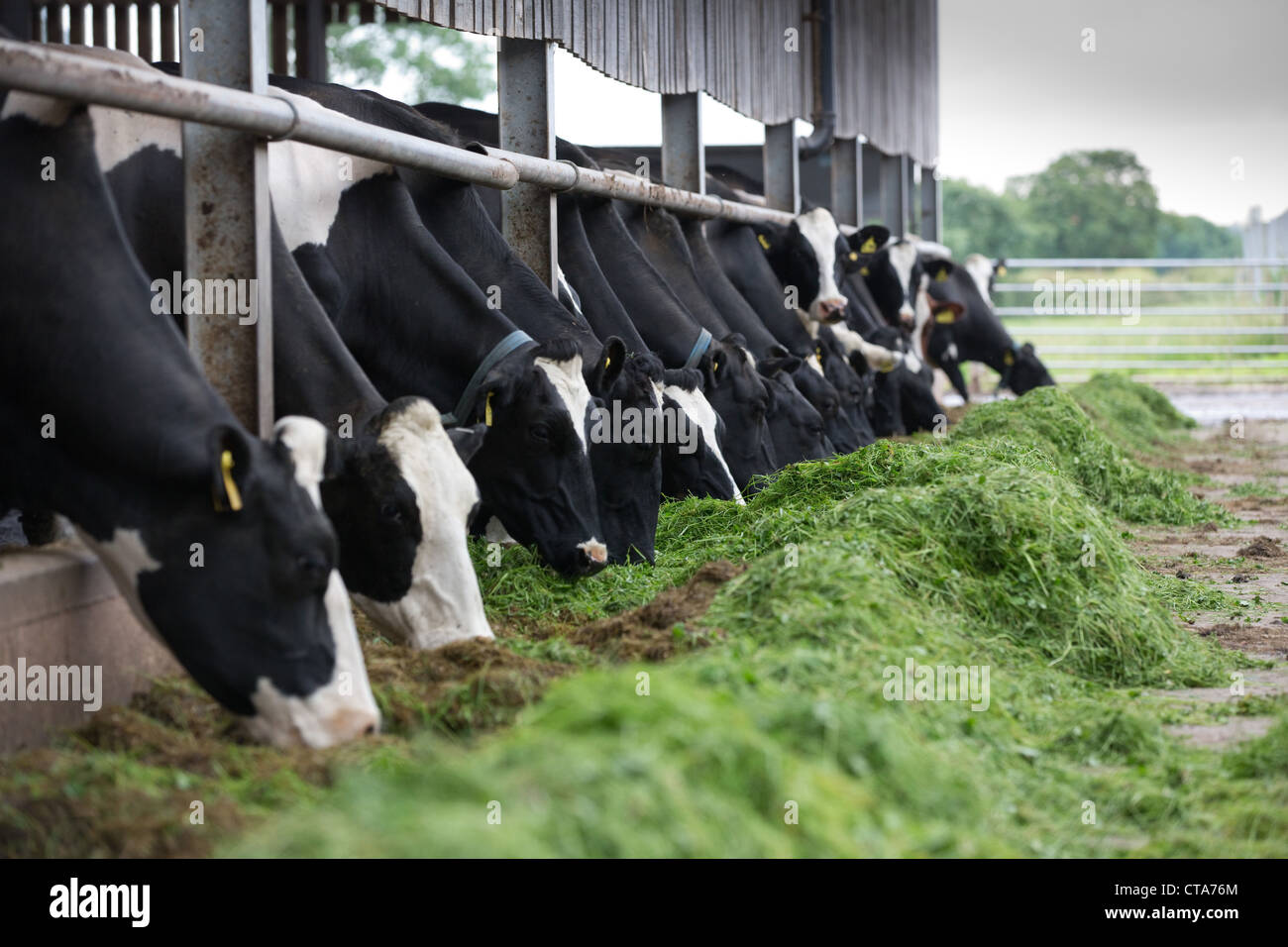 Vacche da latte mangiare da insilato Foto Stock