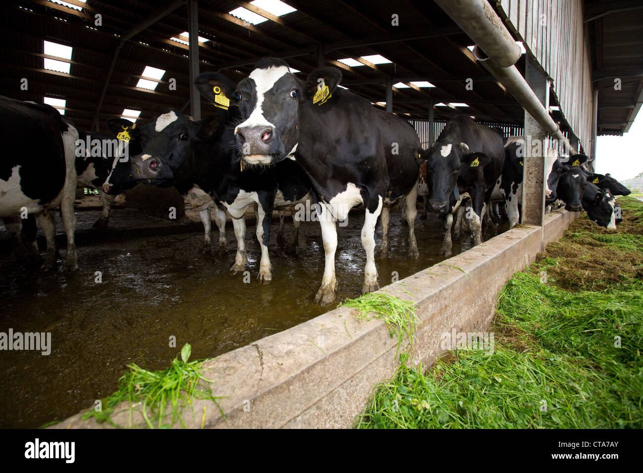 Vacche da latte mangiare da insilato Foto Stock