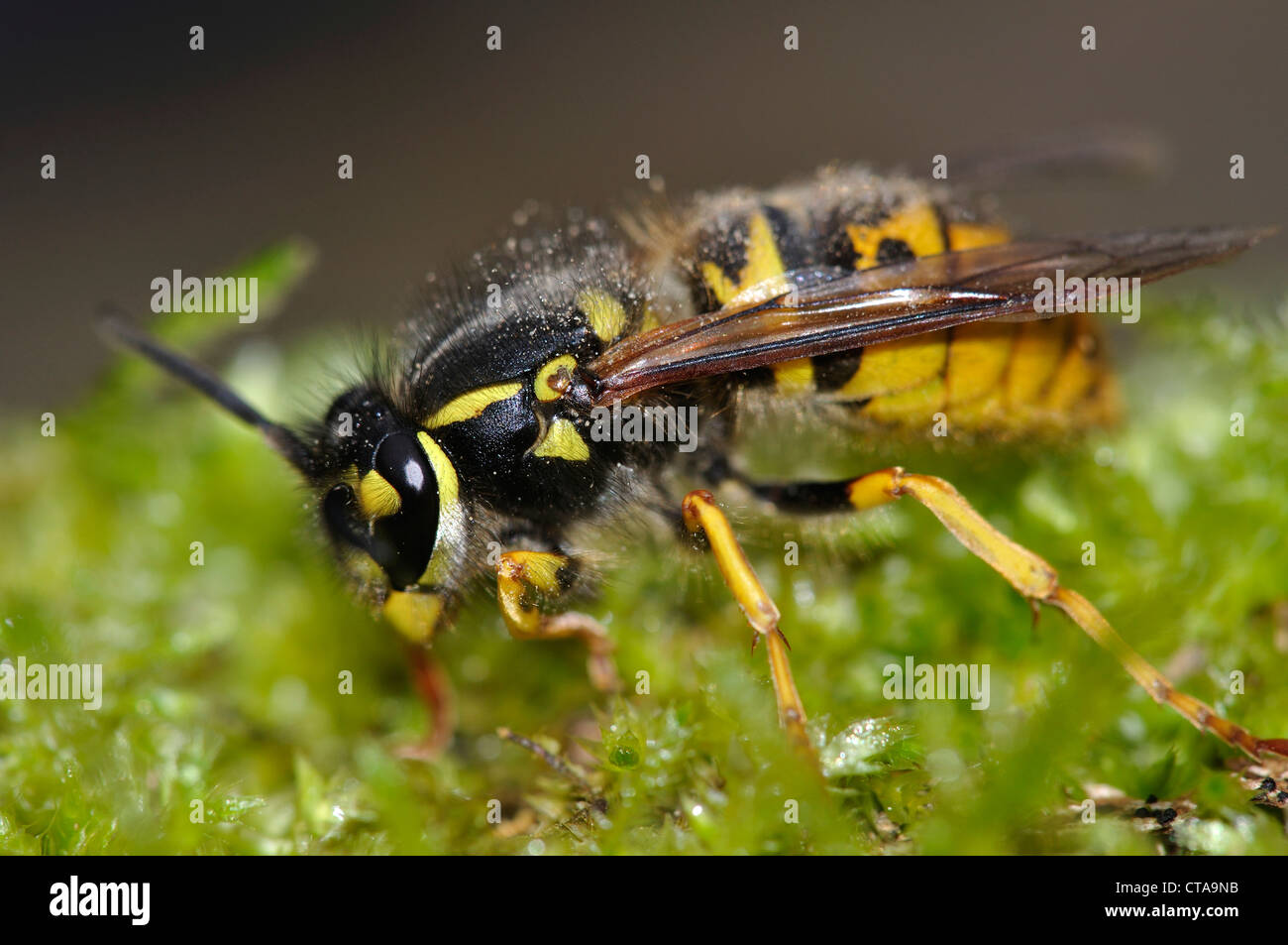 Un queen wasp comune su MOSS REGNO UNITO Foto Stock