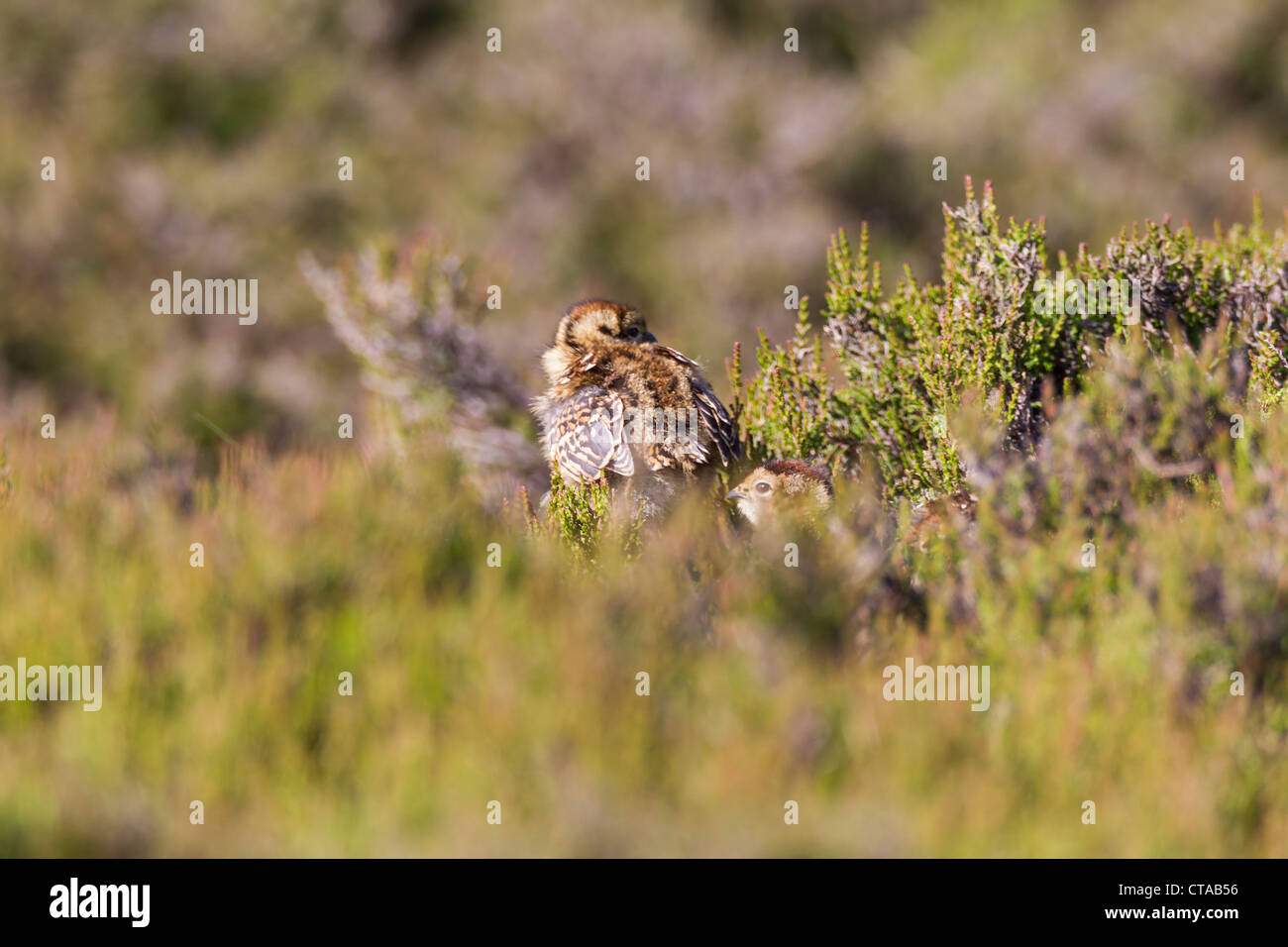 Red Grouse. Lagopus lagopus (Tetronidae) Foto Stock