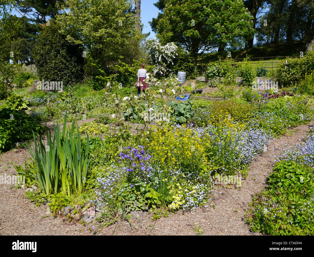 Giardino foresta a Tapeley Park Devon England Foto Stock