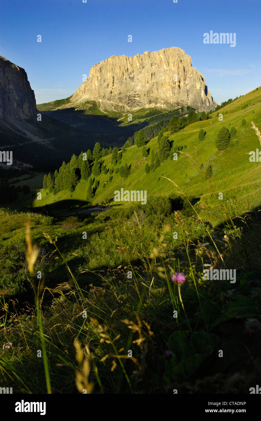 Foglie di erba, il Sass Ciampac, Sellastock, Sassolungo, valle ladina, Patrimonio naturale UNESCO, Alto Adige, Trentino Annuncio Foto Stock