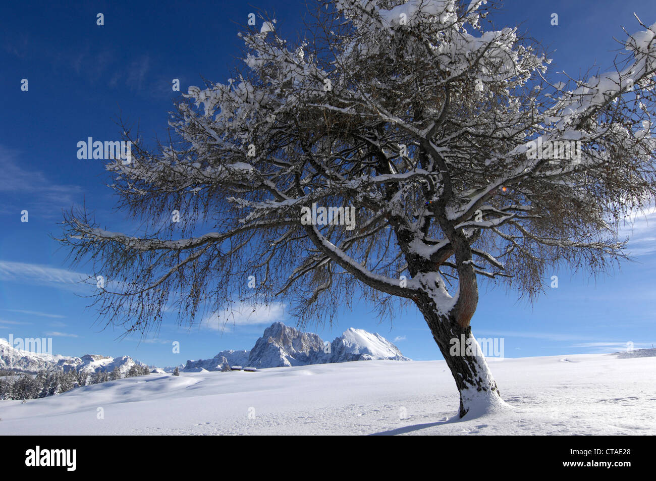 Albero a foglie decidue nella neve, Sassopiatto pascolo alpino, Alpe di Siusi, Dolomiti, Alto Adige, Trentino Alto Adige, Italia Foto Stock