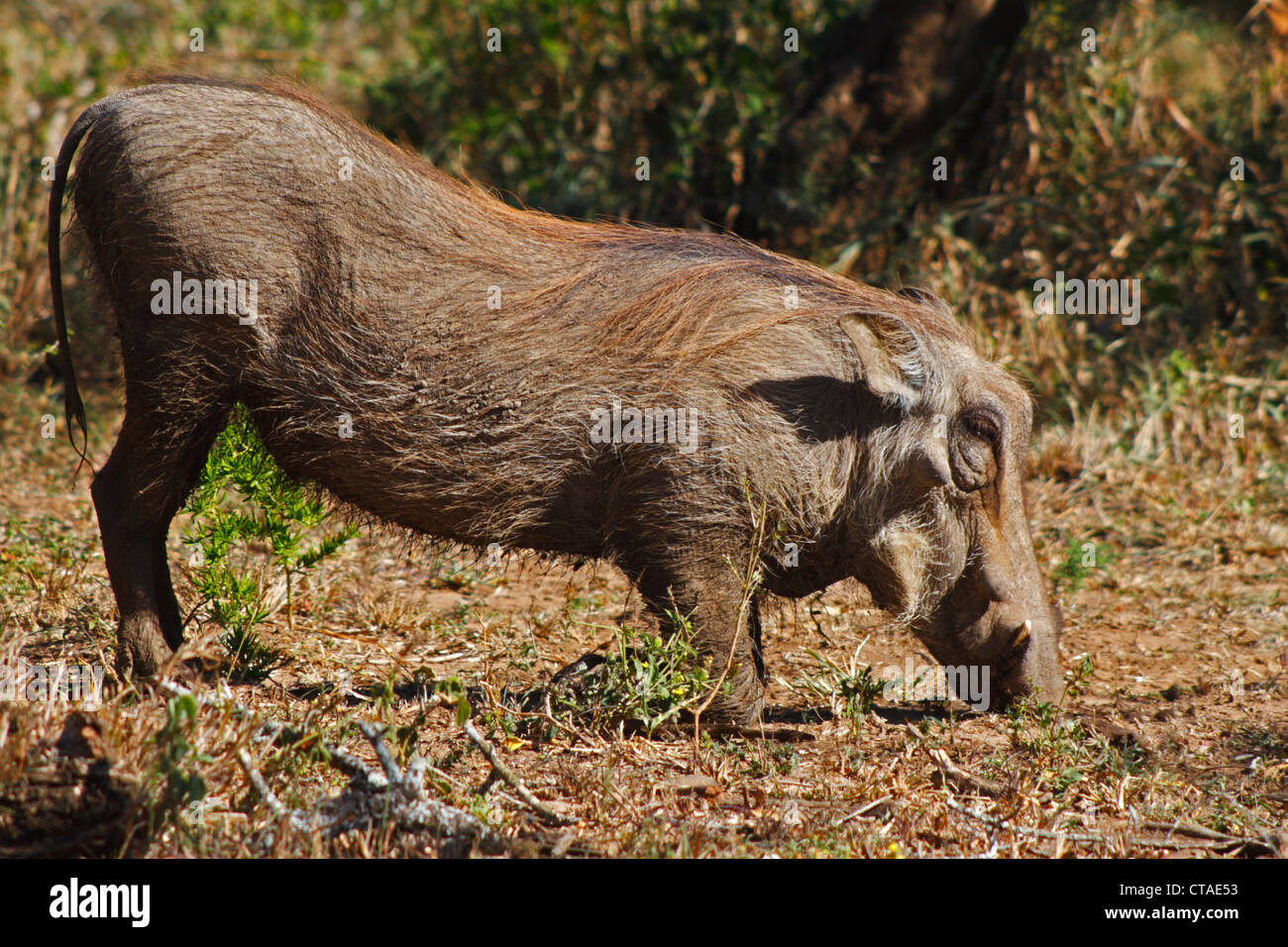 Warthog (Phacochoerus africanus) pascolando nella Hluhluwe-Umfolozi Game Reserve Foto Stock