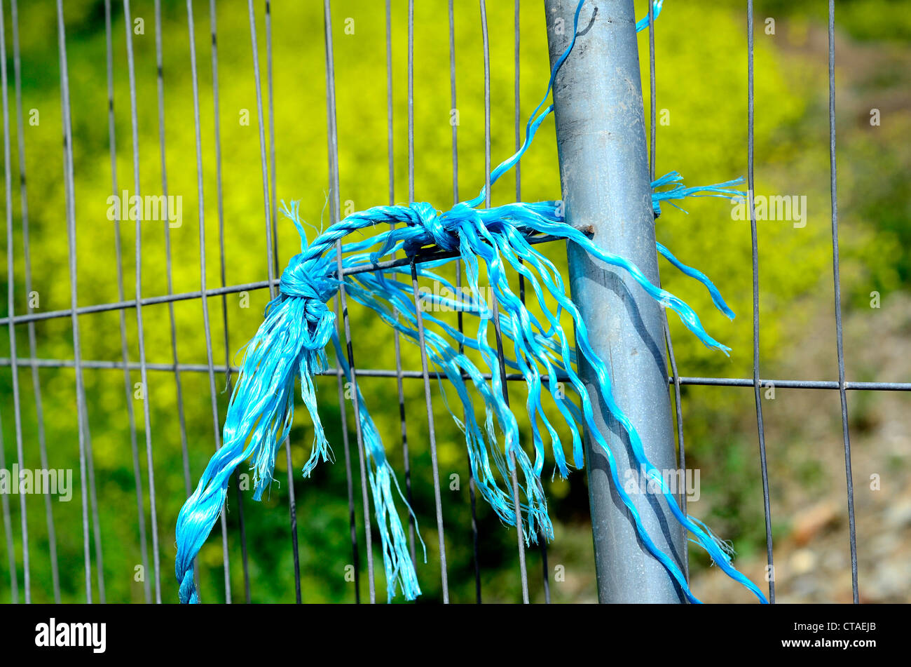 Lo spago blu o stringa sulla recinzione metallica con fiori di colore giallo dietro Foto Stock