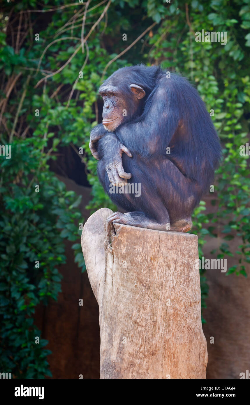 Scimpanzé comune (Pan troglodytes) in Bioparco Fuengirola, provincia di Malaga, Costa del Sol, Andalusia, Spagna meridionale. Foto Stock