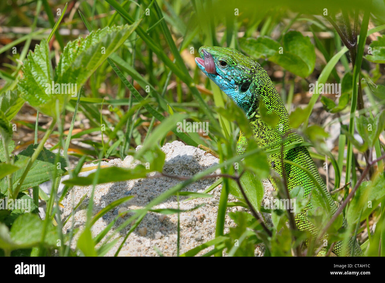 Orientale lucertola verde Foto Stock