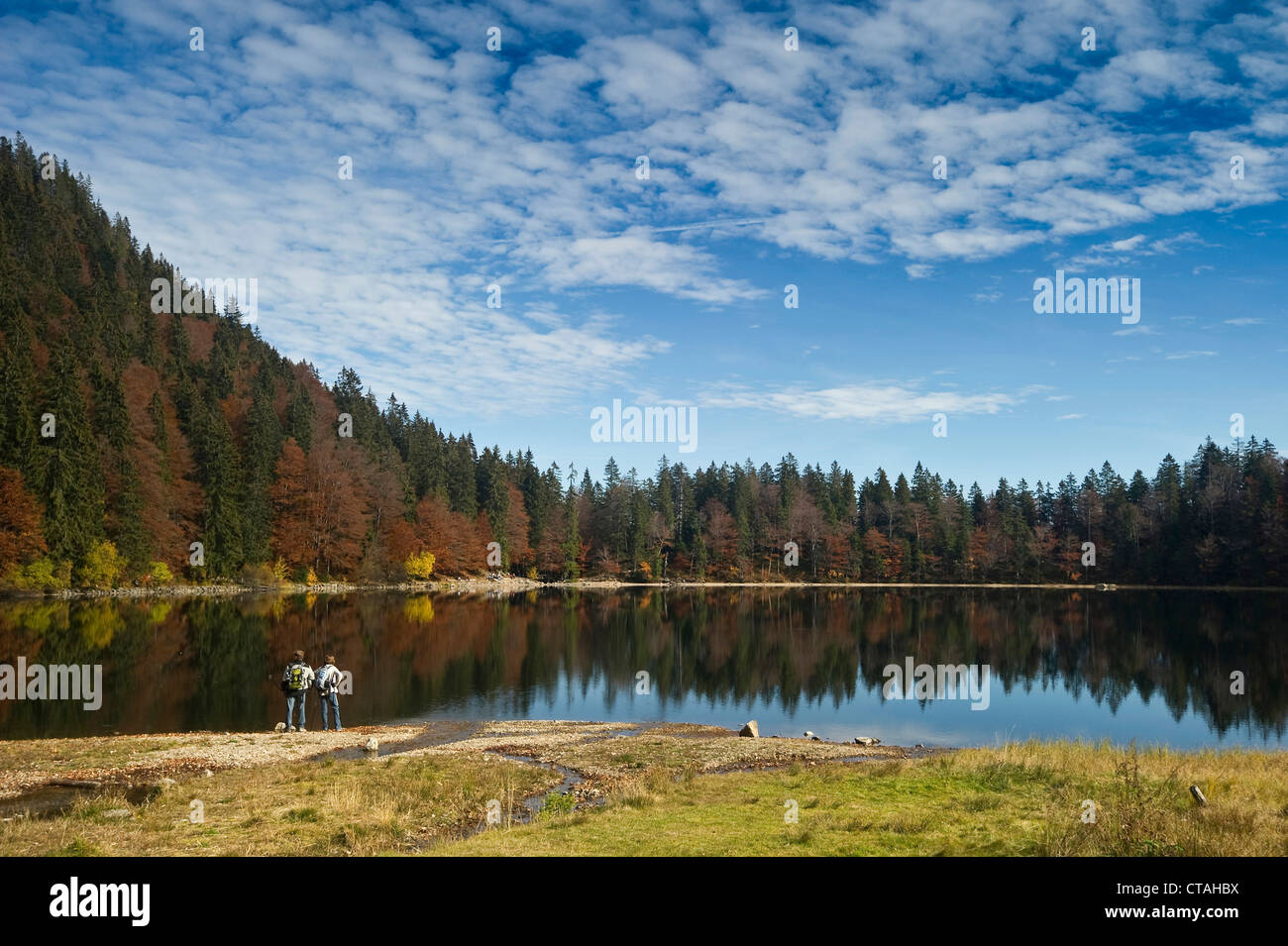 La riflessione di alberi in un lago, Feldsee Feldberg, Foresta Nera, Baden-Württemberg, Germania Foto Stock