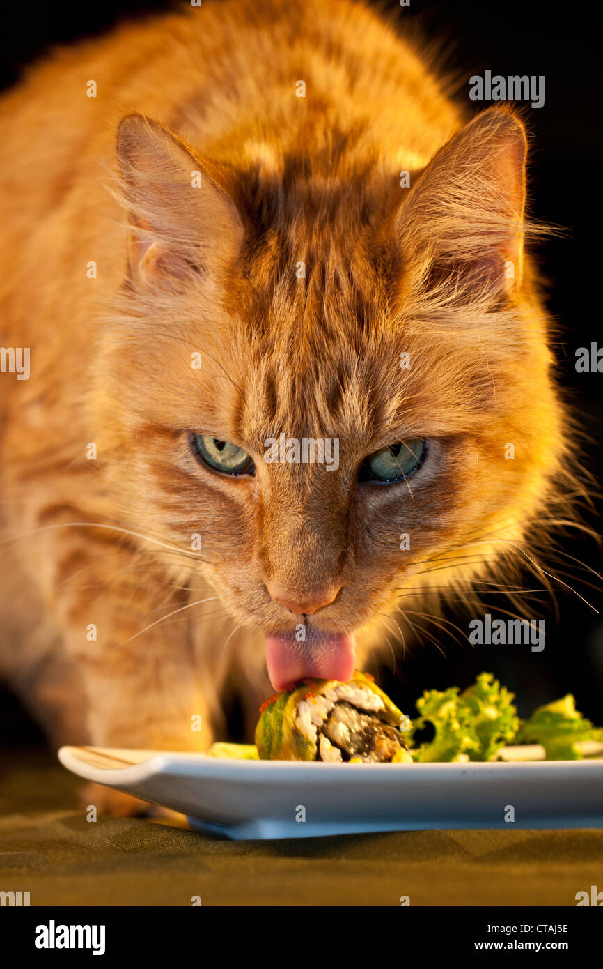 Cat rubare sushi Foto Stock
