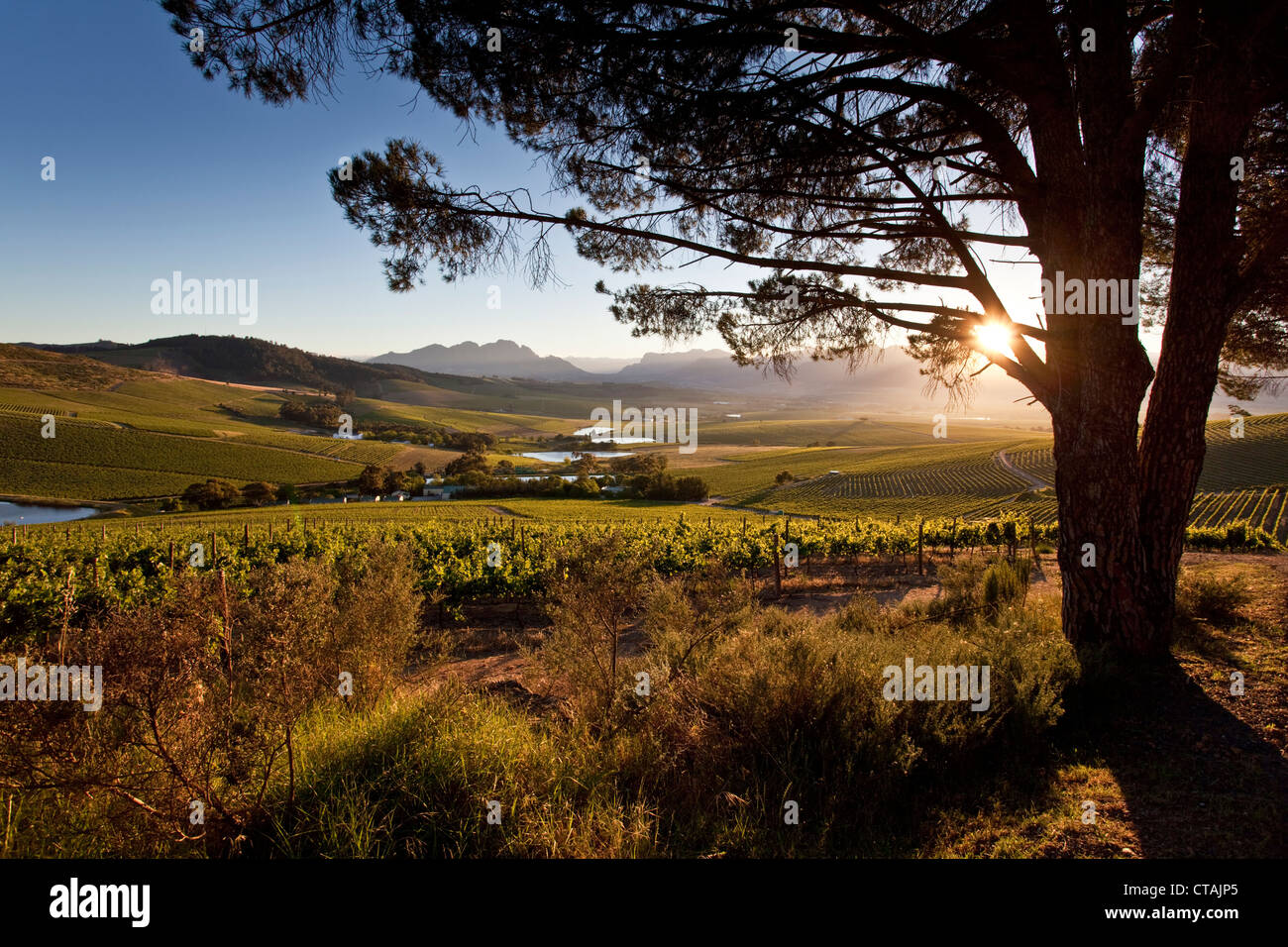 Vista sui vigneti della Cantina di Giordania a sunrise, Stellenbosch, Western Cape, Sud Africa Foto Stock