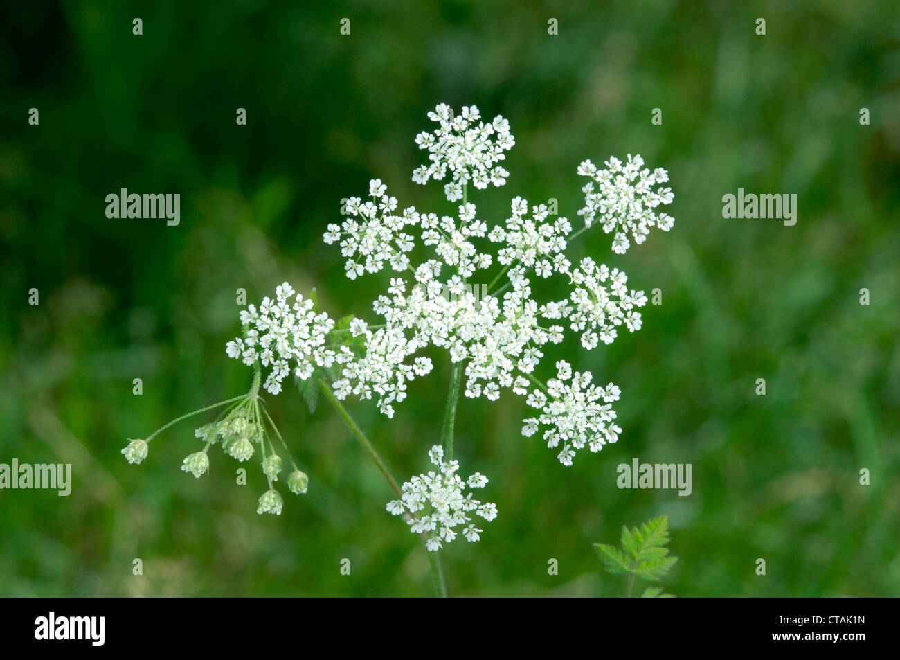 Cerfoglio ruvida Chaerophyllum temulum (Apiaceae) Foto Stock