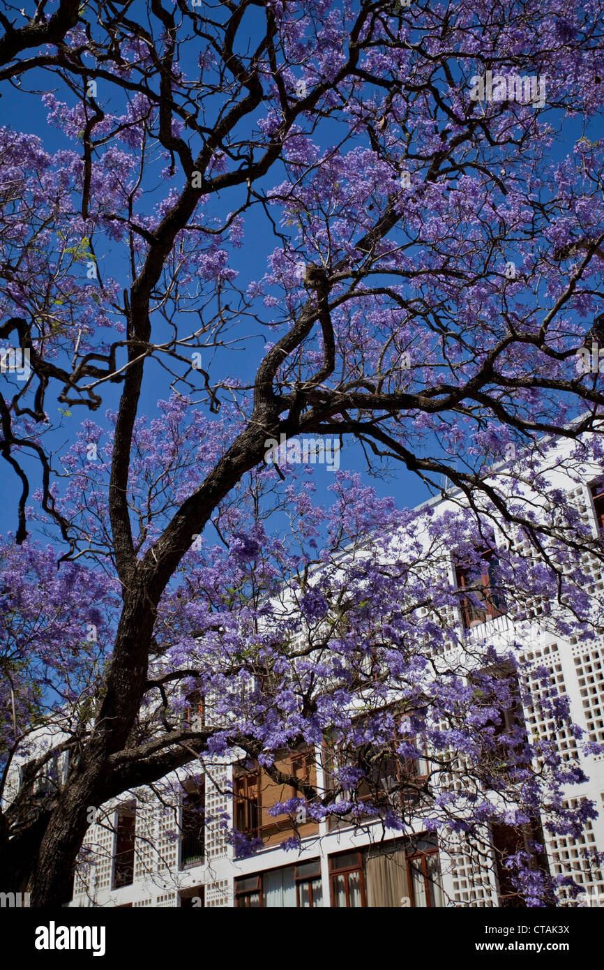 Tipica struttura Jacaranda in Stellenbosch, Western Cape, Sud Africa Foto Stock