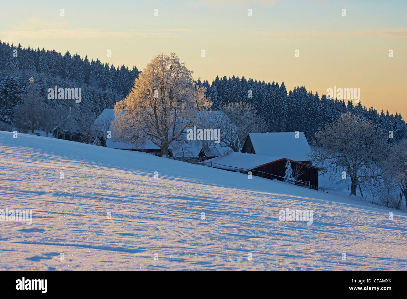 Gli inverni di giorno a Breitnau-Fahrenberg, Foresta Nera, Baden-Wuerttemberg, Germania, Europa Foto Stock