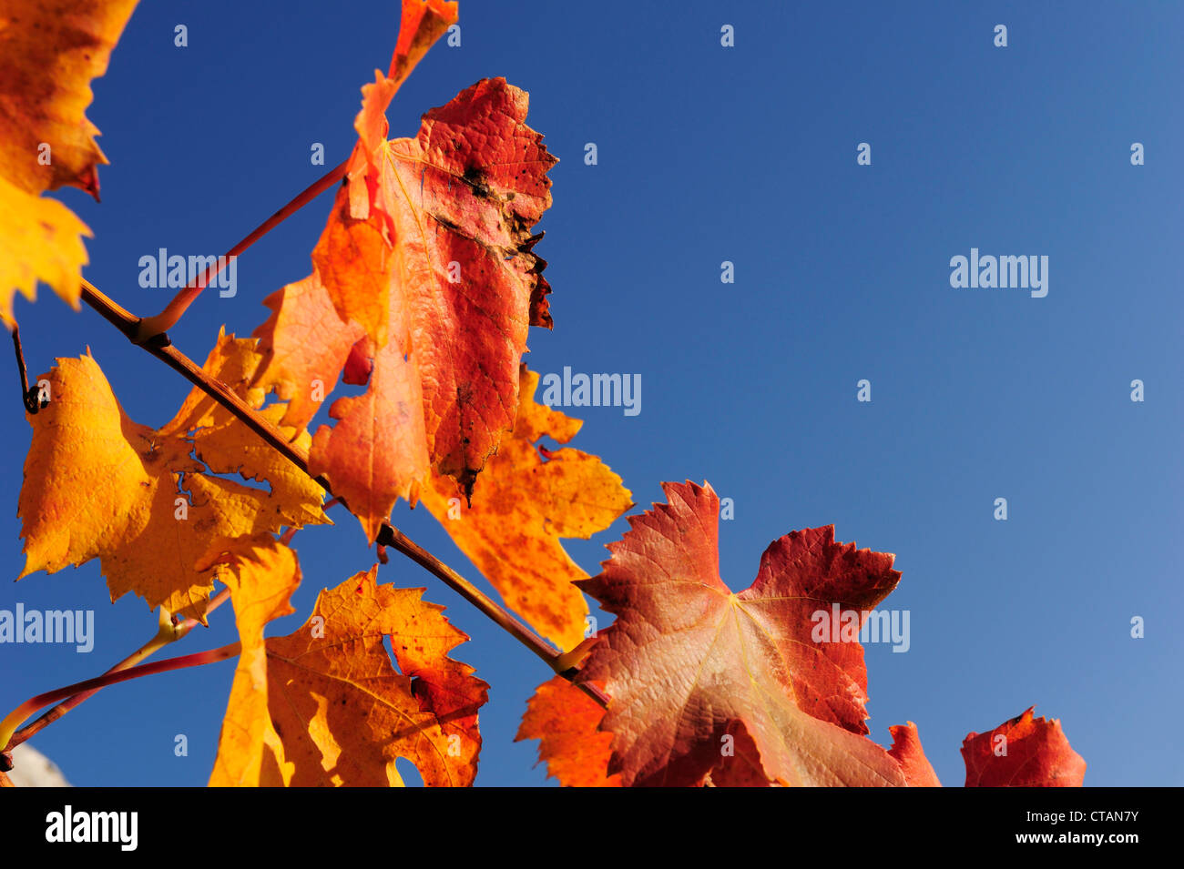 Vineleaves in autunno colori con cielo blu, lago di Caldaro, Alto Adige, Italia, Europa Foto Stock