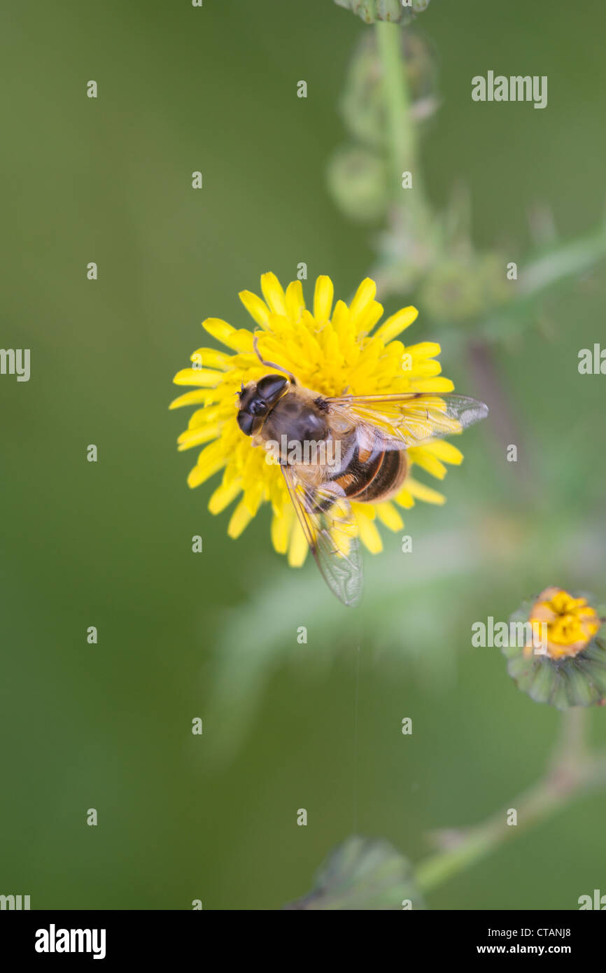 Hoverfly specie su un SOW-fiore di cardo Foto Stock