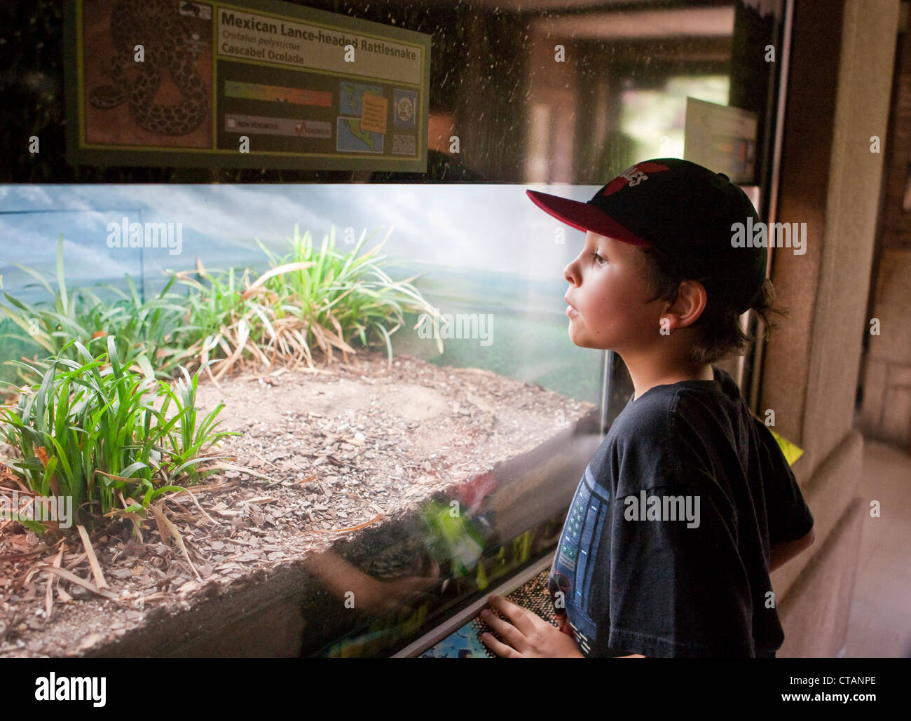 8 anno vecchio ragazzo Mexican-American picchi in contenitore di vetro con rattlesnake al San Antonio Texas Zoo. Foto Stock