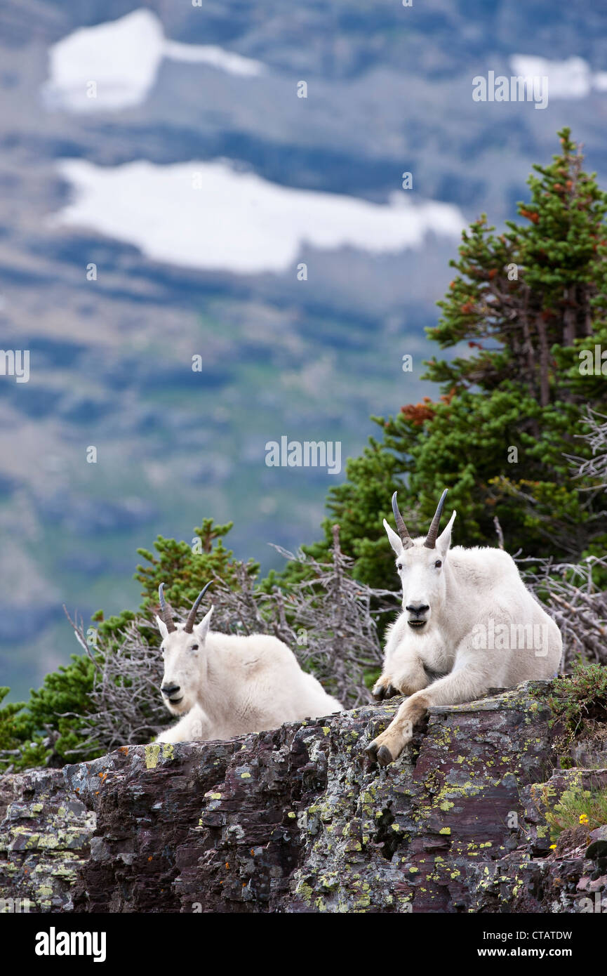 Due delle capre di montagna si appoggiano su una mensola, Western Montana Foto Stock