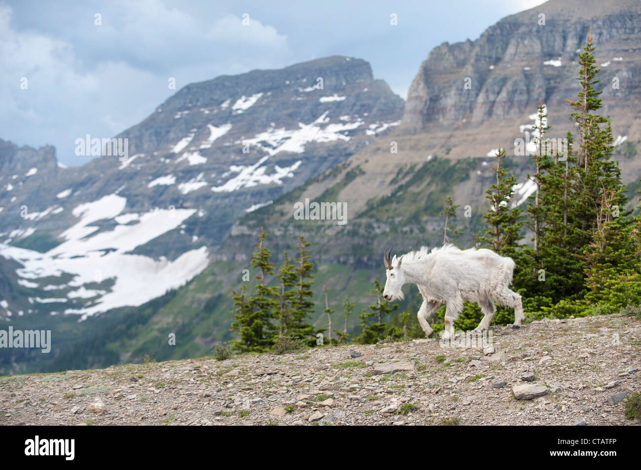 Una capra di montagna cammina davanti il muro del giardino nel Parco Nazionale di Glacier. Foto Stock