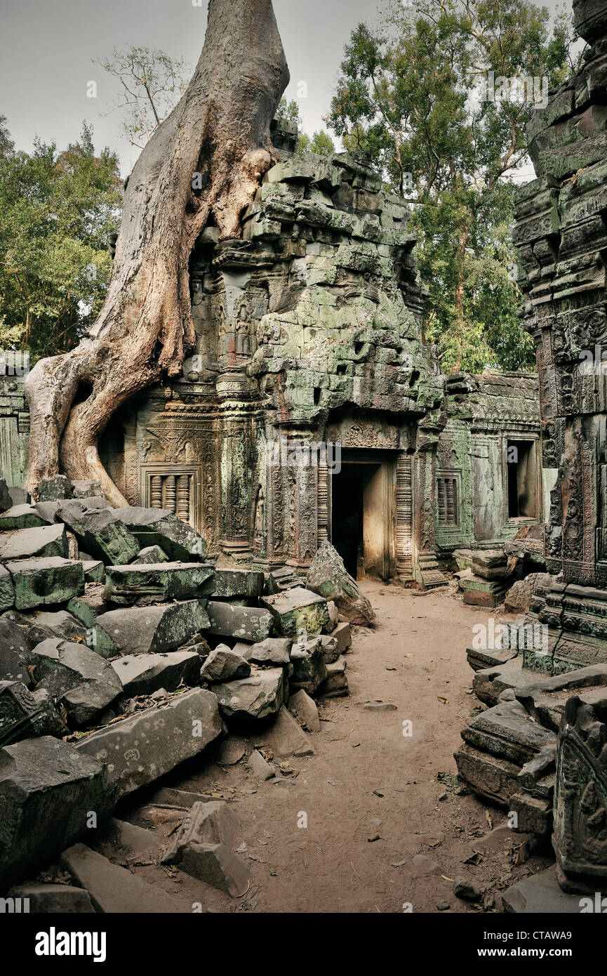 Strangler fig tree copre la rovina del tempio Ta Phrom, Khymer Impero, templi di Angkor, UNESCO World herritage, Siem Reap, Cambogia Foto Stock