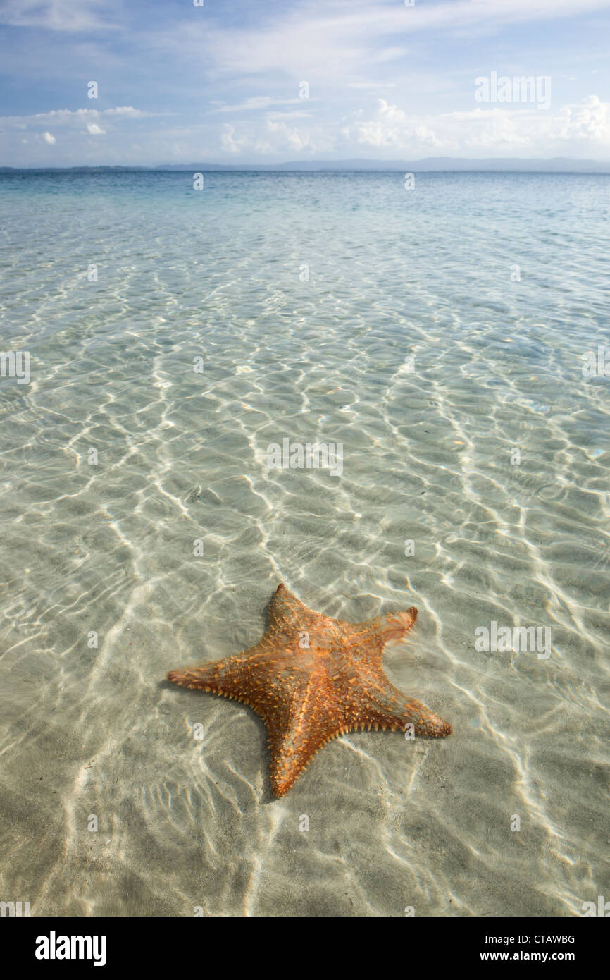 Orange sea star a stella di mare sulla spiaggia di Isla Colon, Bocas del Toro, Panama. Foto Stock
