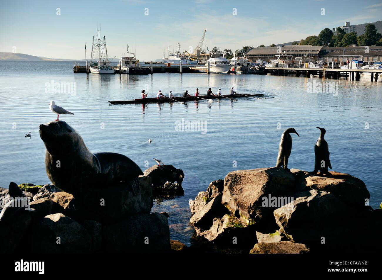 Canottaggio nel porto di Hobart, Tasmania, Australia Foto Stock