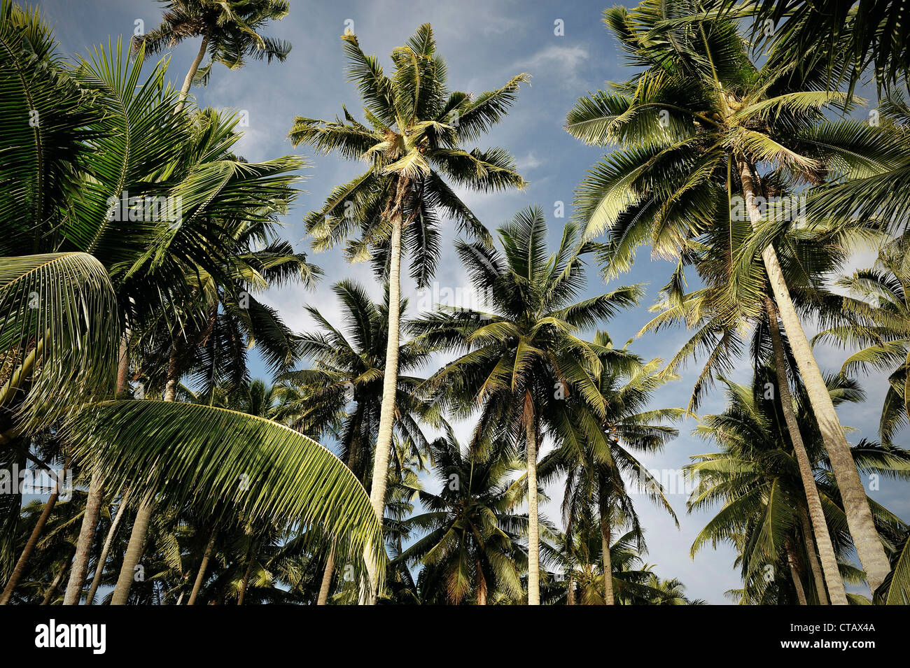 Molte palme nella capitale Apia, Upolu, Samoa, Oceano Pacifico meridionale isola Foto Stock