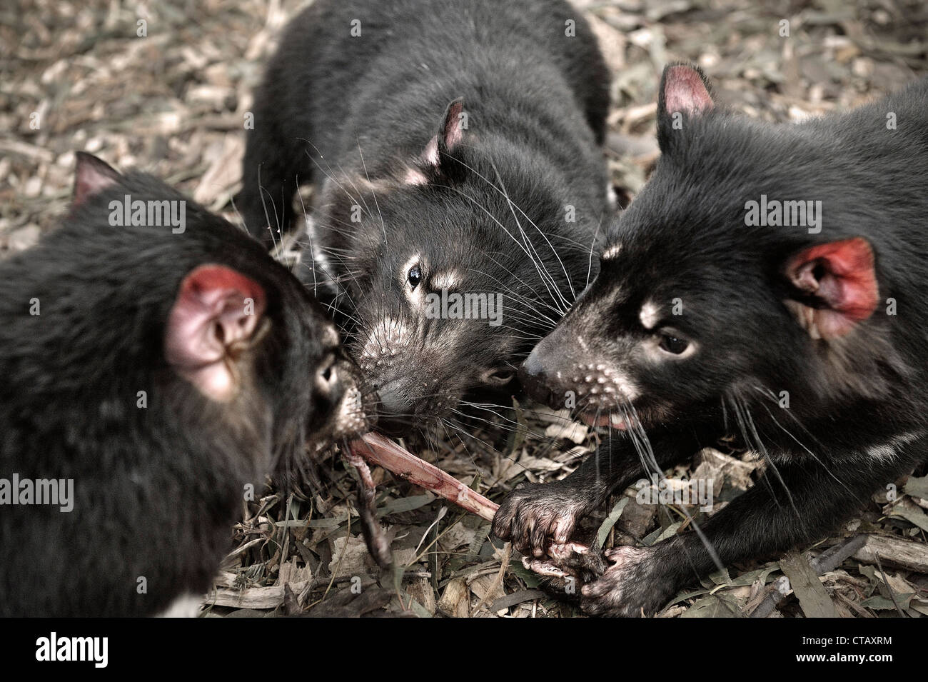 Diavolo della Tasmania mangiare, Bonorong Wildlife Sanctuary, Richmond intorno a Hobart, in Tasmania, Australia Foto Stock