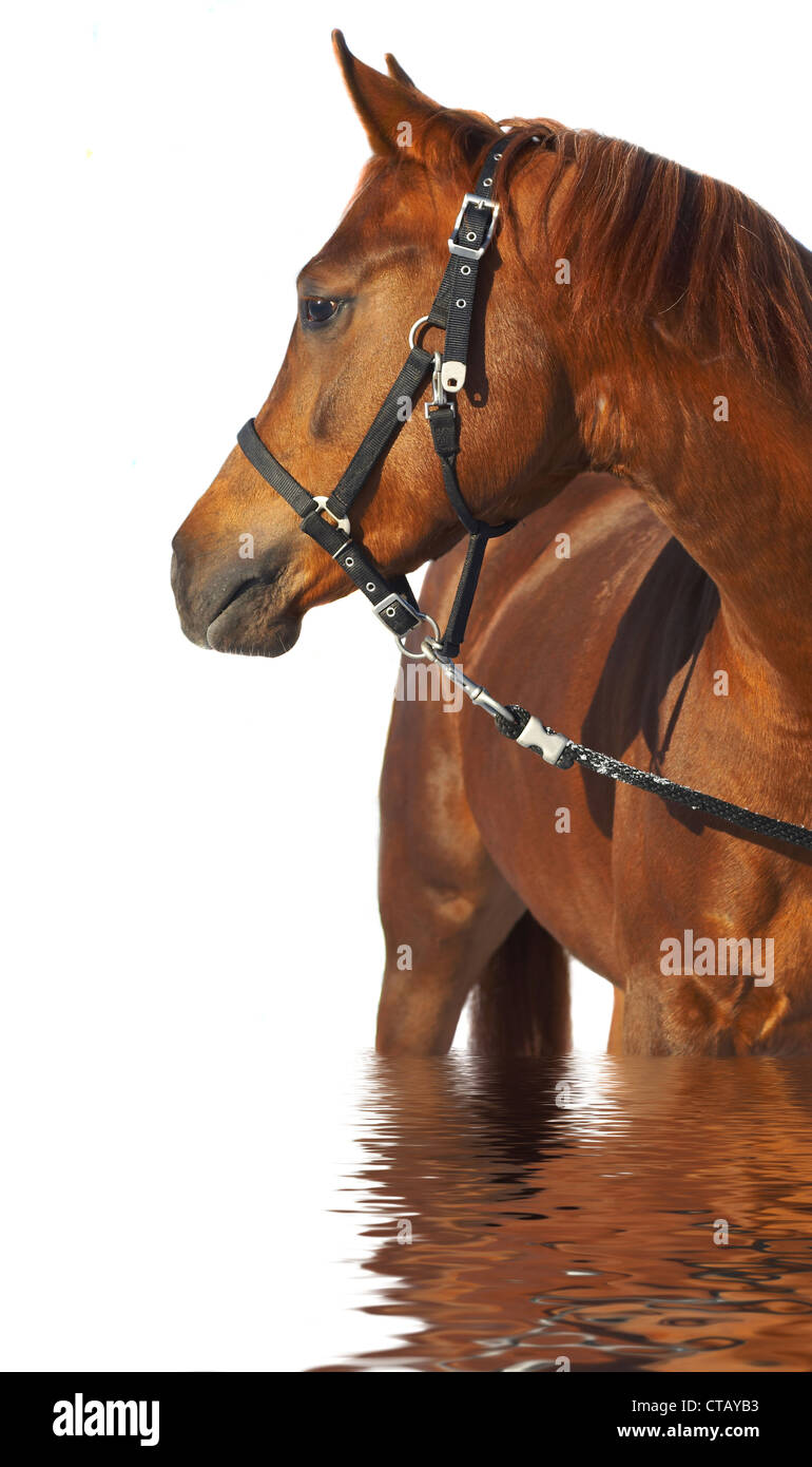 Ritratto di un cavallo di colore marrone... Foto Stock