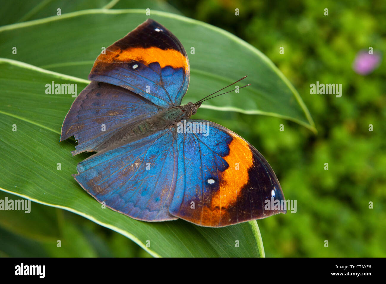 Butterfly al tropical butterfly farm sull isola di Penang, stato di Penang, Malaysia, sud-est asiatico Foto Stock