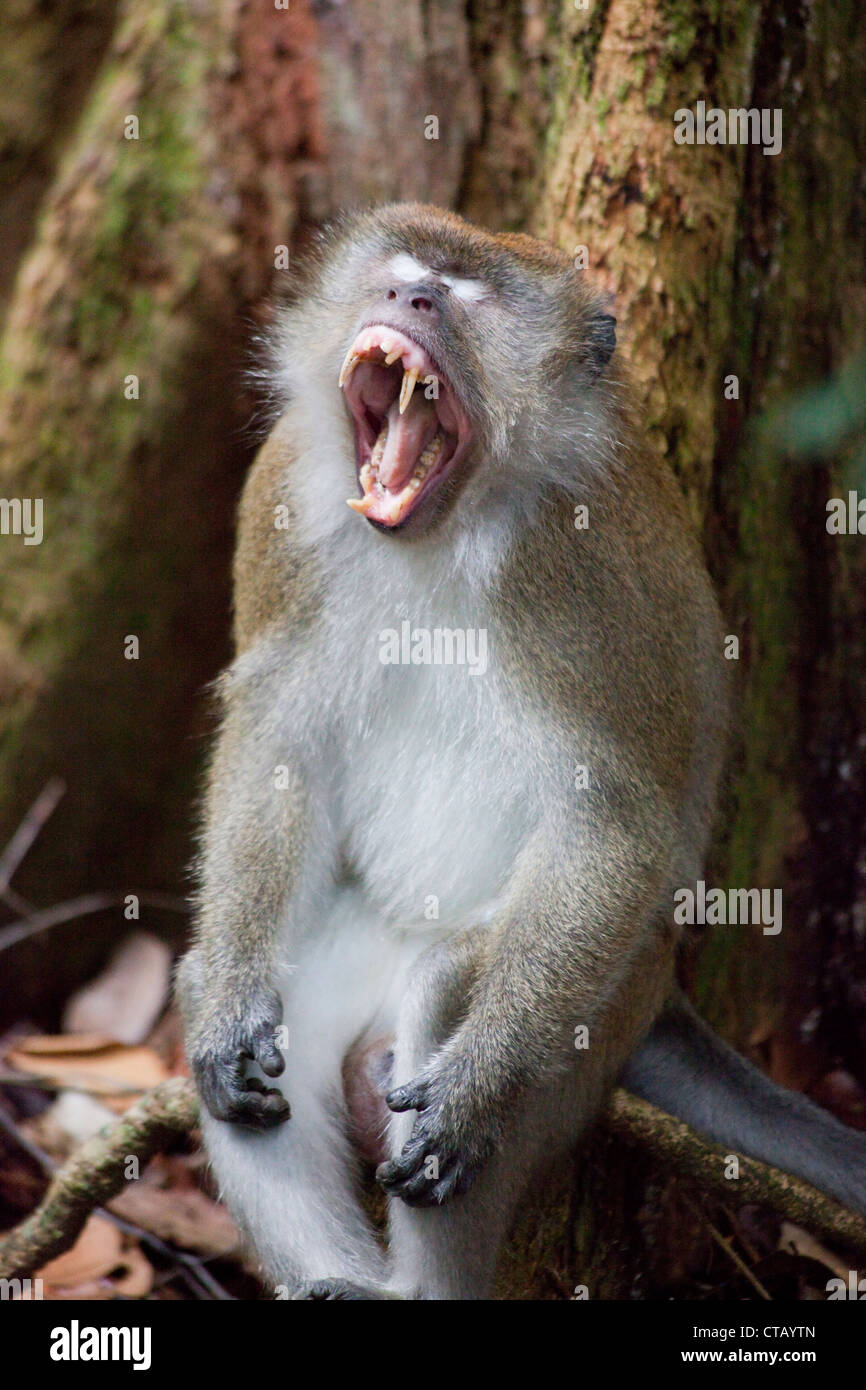 Monkey presso il Gunung Leuser National Park vicino a Bukit Lawang in N, isola di Sumatra, Indonesia, sud-est asiatico Foto Stock
