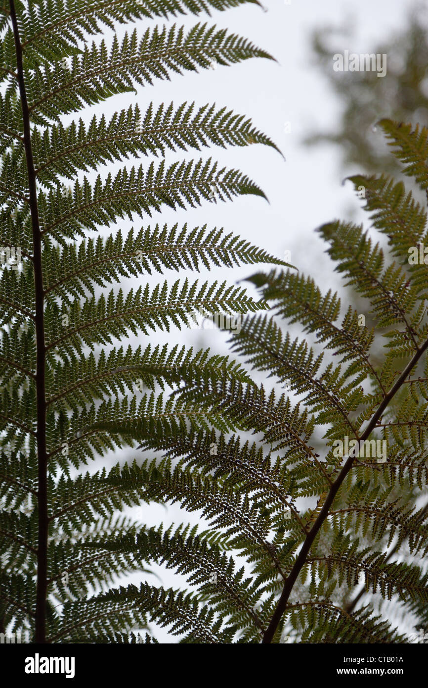 Dettaglio di felce - quella primitiva foresta pluviale temperata, Isola del Sud della Nuova Zelanda Foto Stock