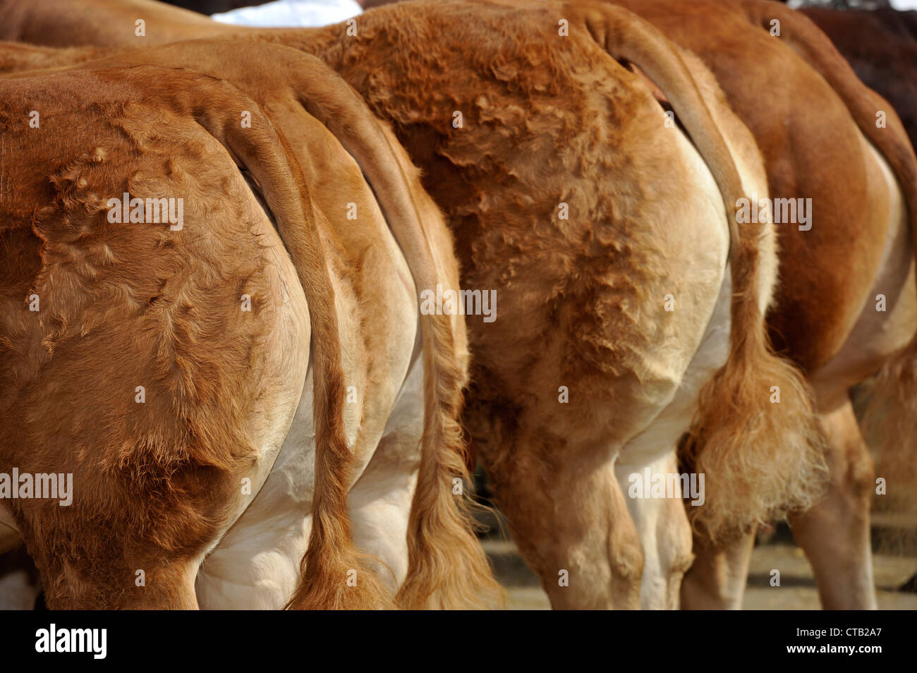 Estremità posteriore del Limousin capi di bestiame ha rivelato a uno spettacolo agricolo nel Regno Unito Foto Stock