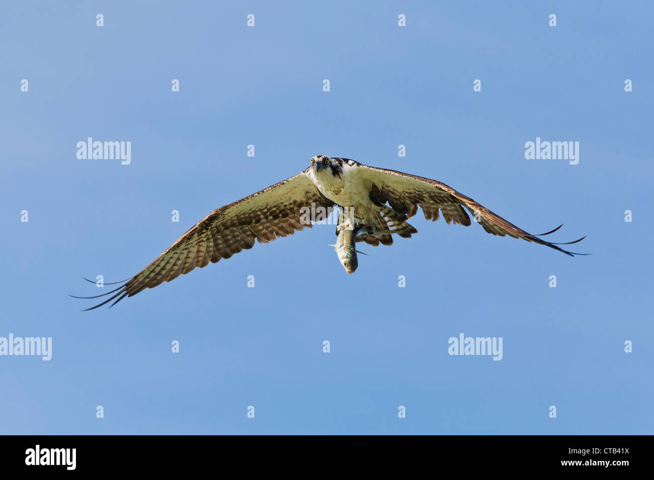 Osprey battenti con bottarga di pesce negli artigli con cielo blu sullo sfondo Foto Stock