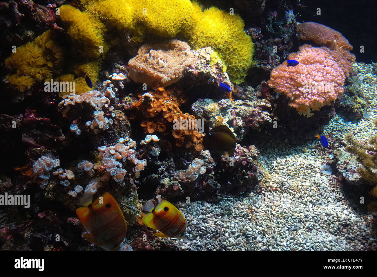 Coral reef con Copperband Butterfly (Chelmon rostratus) Foto Stock