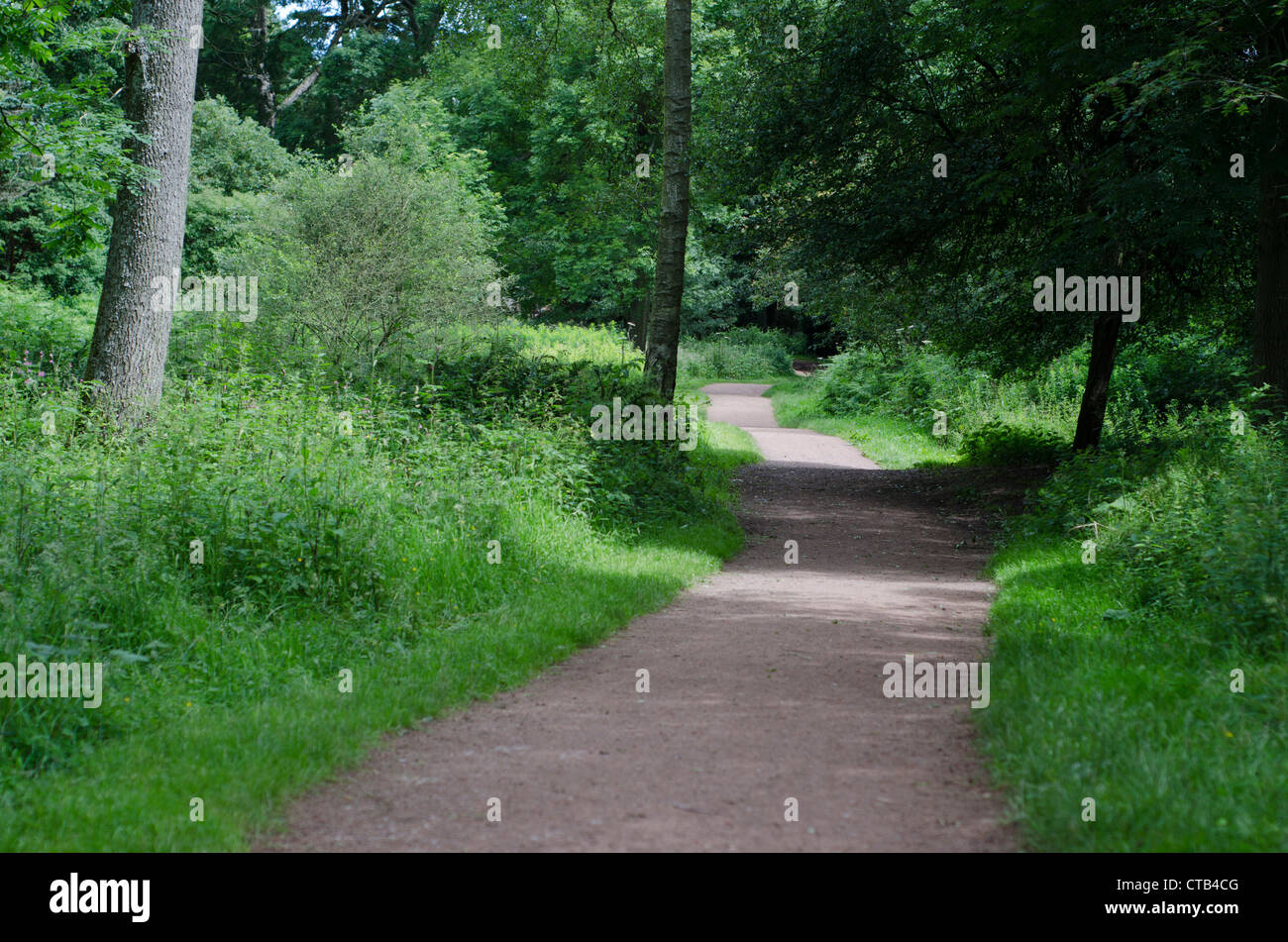 Un largo sentiero che conduce attraverso la coppia inglese bosco. Foto Stock