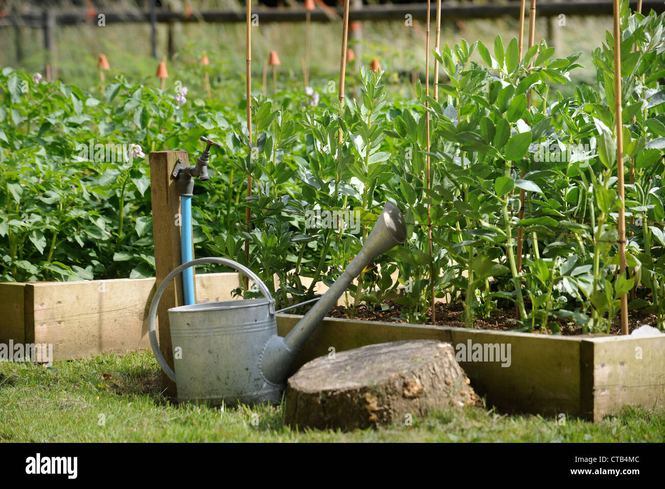 Un annaffiatoio e giardino tocca a fianco rialzato letti vegetale REGNO UNITO Foto Stock