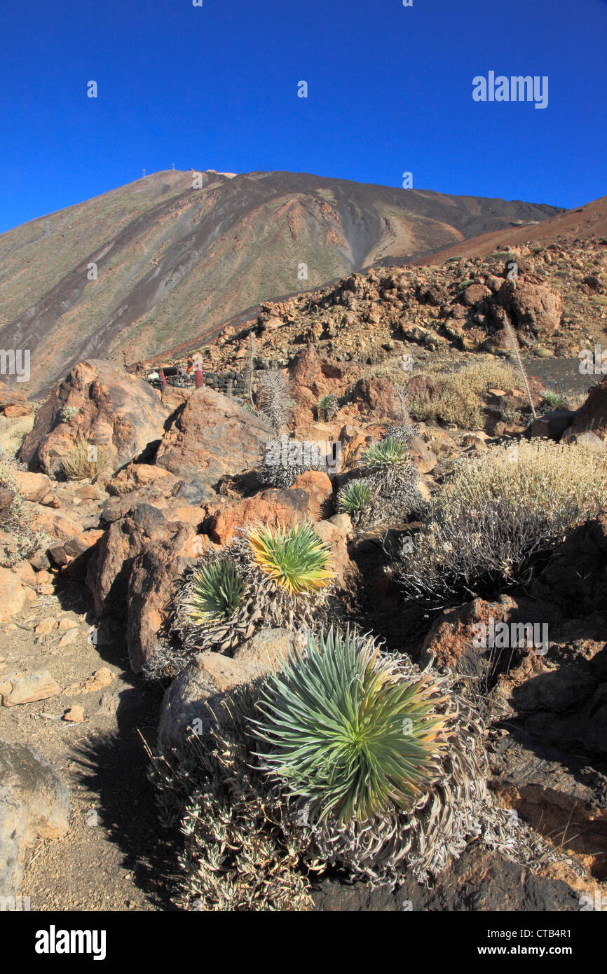 Spagna Isole Canarie, Tenerife, Pico del Teide, vulcano, Parque Nacional del Teide Foto Stock