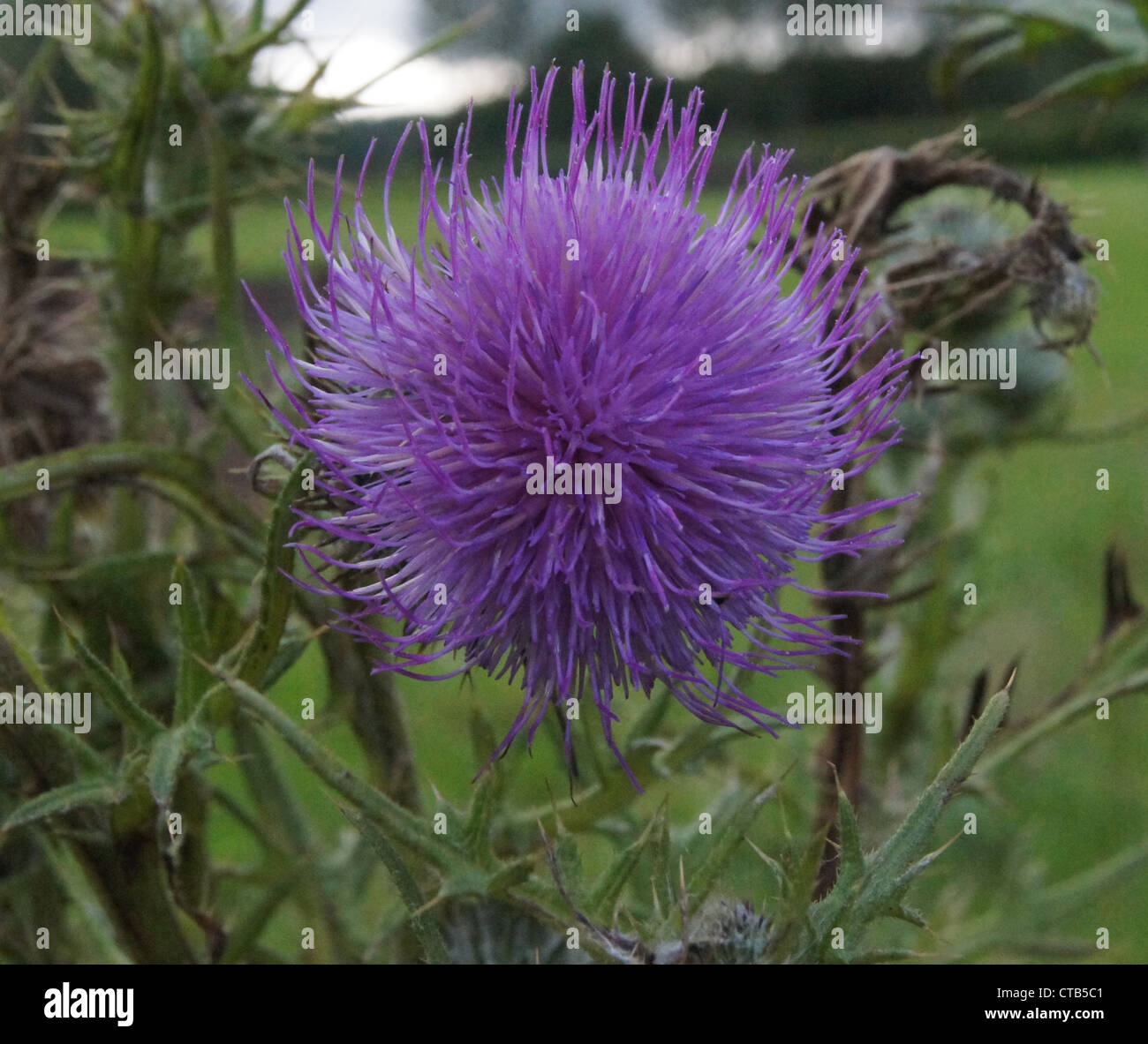 Thistle in fiore presi in Haugh, Wiltshire, Regno Unito Foto Stock
