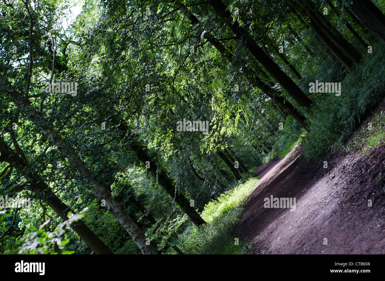 Angolo di visualizzazione della coppia inglese bosco in estate. Foto Stock