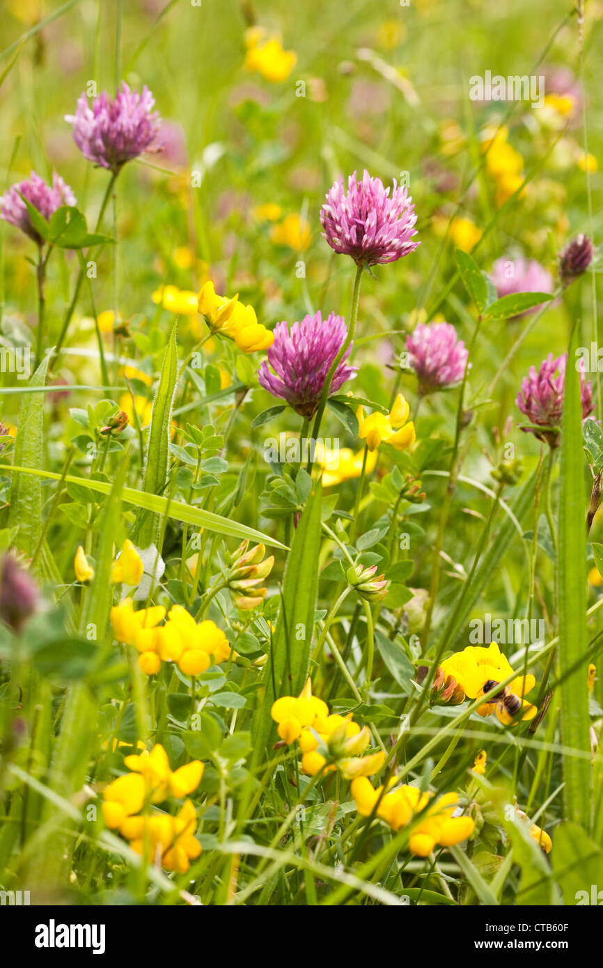Trifoglio e Bird's-piede (trifoglio Lotus corniculatus) nel prato di fiori selvaggi, England, Regno Unito Foto Stock