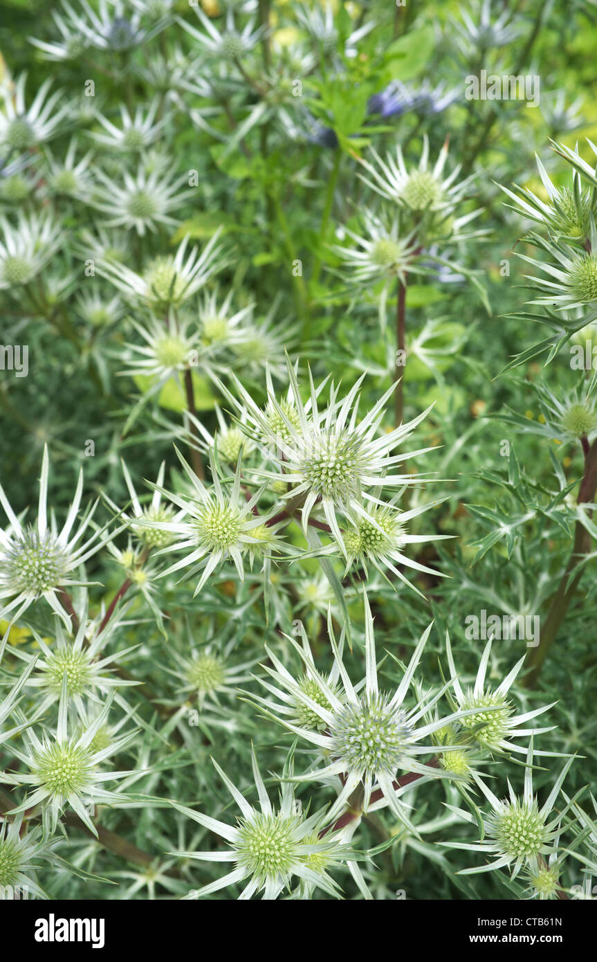 Mare Holly eryngium tripartitum in fiore border, England, Regno Unito Foto Stock