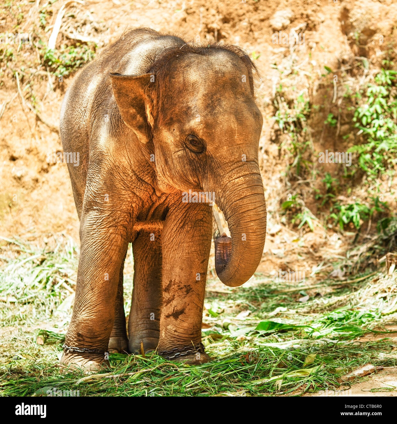 Maschio di elefante asiatico. Composizione quadrata. Foto Stock