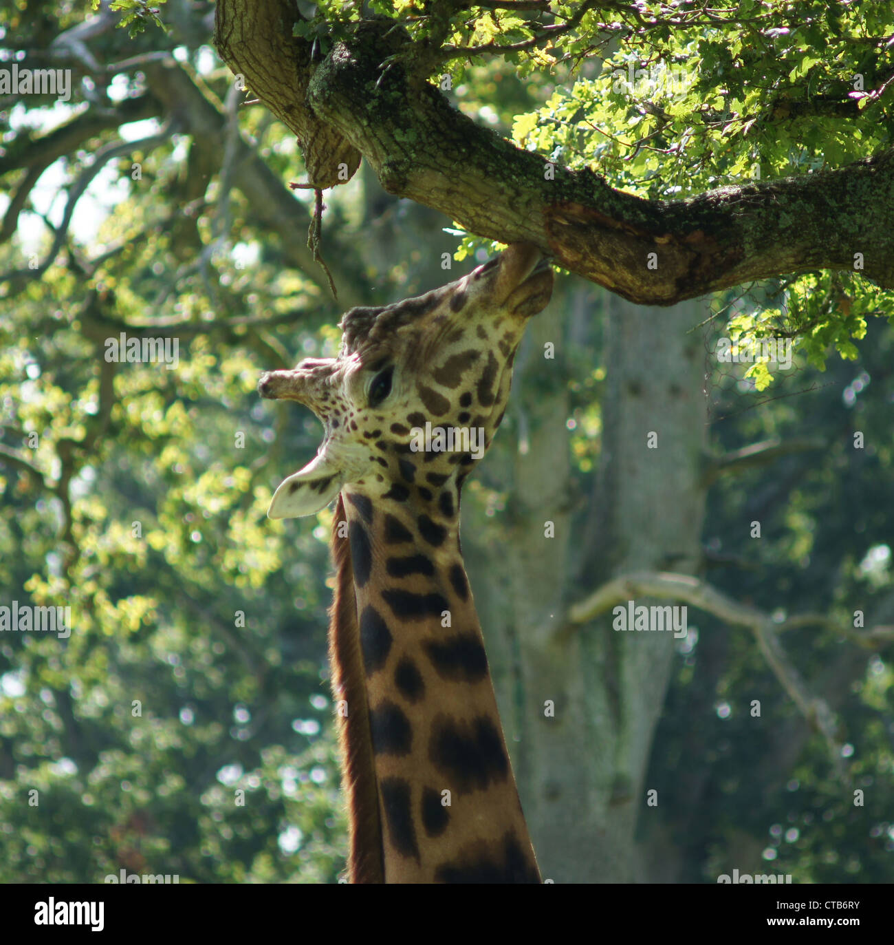 Close up di un reticolato di roditura Giraffa presso una filiale. Prese a Longleat Wildlife Safari Park, Wiltshire, Regno Unito Foto Stock