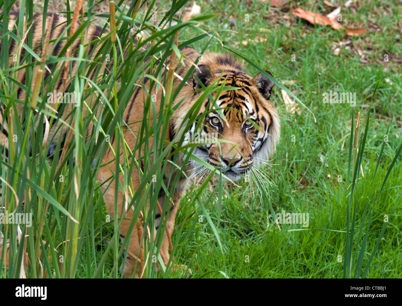 Grande immagine di un grande maschio tigre di Sumatra Foto Stock