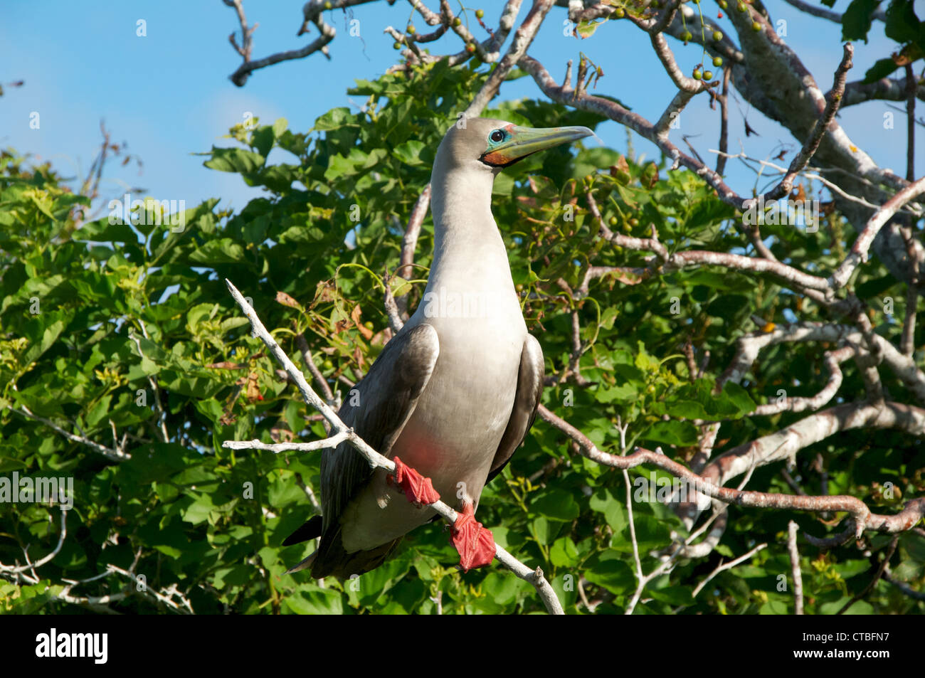 Un adulto rosso-footed booby (sula sula) appollaiato su un ramo al Prince Philip's passi, genovesa island, isole Galapagos, Ecuador. Foto Stock