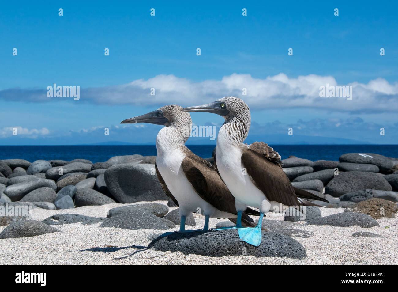 Una coppia di Blue-footed Boobies (Sula nebouxii) su una bellissima spiaggia sul North Seymour Island, Isole Galapagos, Ecuador. Foto Stock