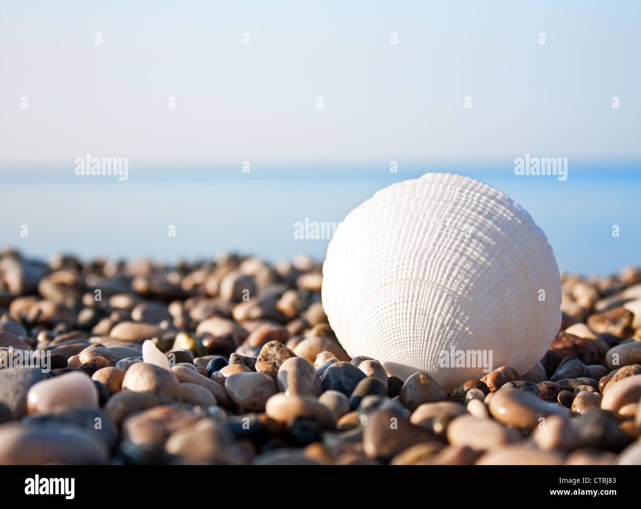 Conchiglia di mare con mare e cielo blu su sfondo Foto Stock