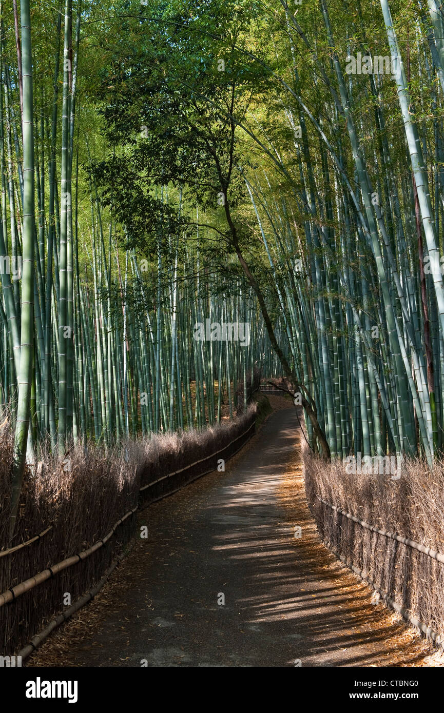 Il famoso boschetto di bambù Sagano ad Arashiyama, Kyoto, Giappone, una popolare attrazione turistica Foto Stock