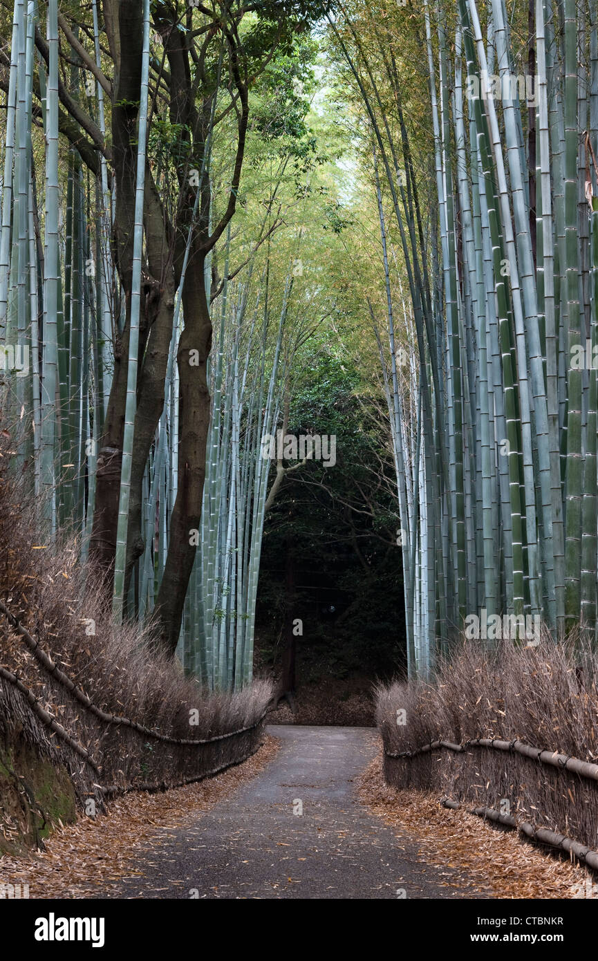 Il famoso boschetto di bambù Sagano ad Arashiyama, Kyoto, Giappone, una popolare attrazione turistica Foto Stock
